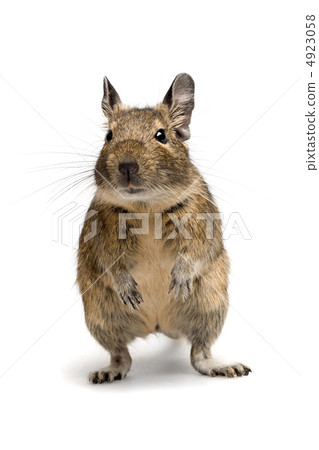 degu closeup degu closeup 4923058
