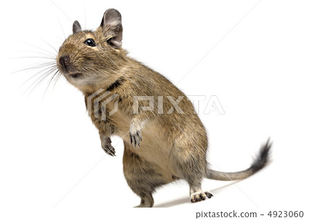 funny degu 4923060