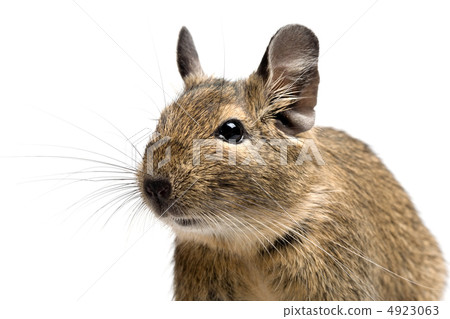 degu closeup degu closeup 4923063