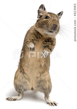 standing degu standing degu 4923065