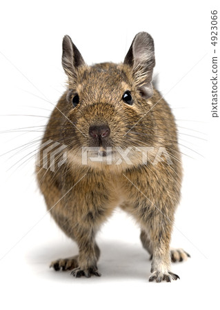 degu degu 4923066