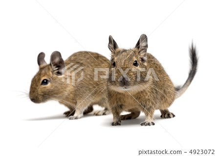 degu pets degu pets 4923072