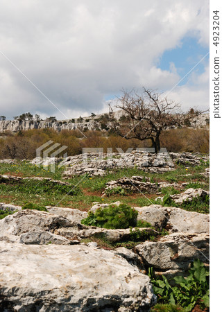 Vegetation in rocks Vegetation in rocks 4923204