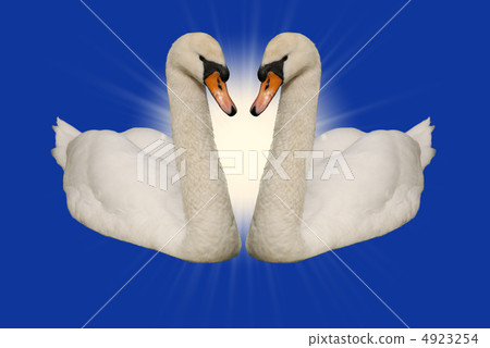 Two swans blue background 4923254