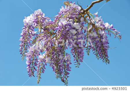 Wisteria Wisteria 4923301