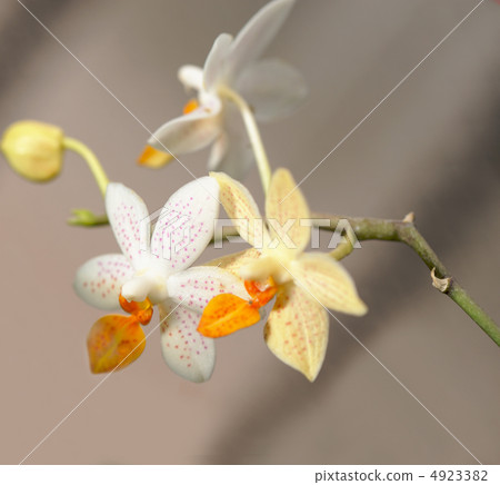 Orchid white and yellow Orchid white and yellow 4923382