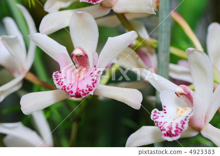 Orchid white Orchid white 4923383