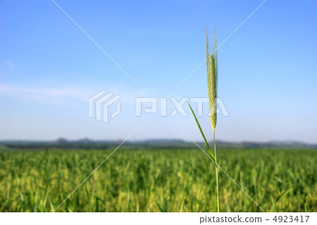 wheat2 4923417