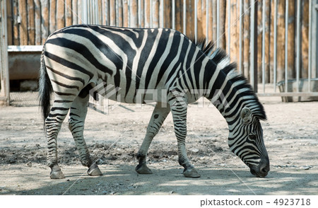 zebra zebra 4923718