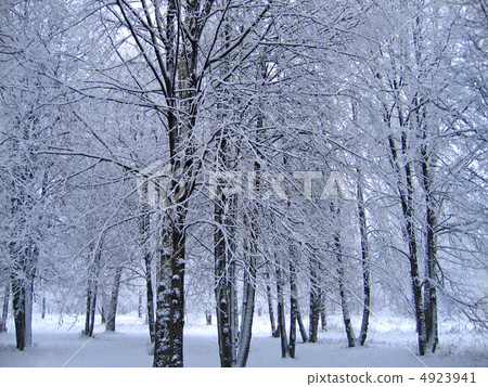 winter trees winter trees 4923941