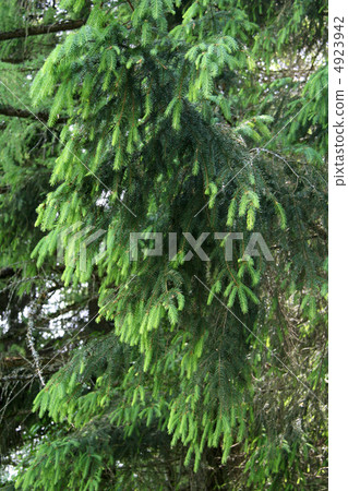 fur tree branche fur tree branche 4923942