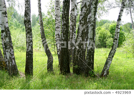 birch trees 4923969