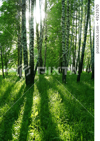 birch trees and sun 4923970