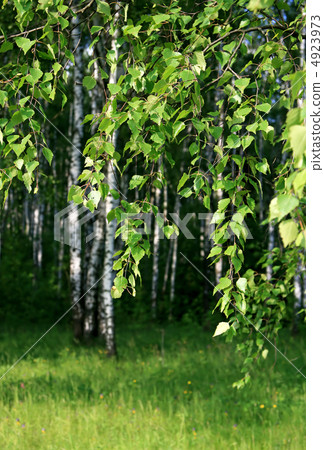 branch of a birch tree branch of a birch tree 4923973