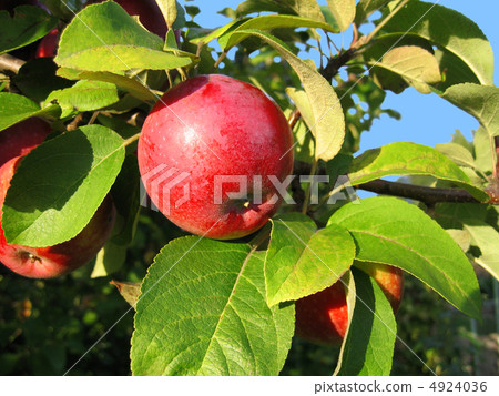 branch with red apple branch with red apple 4924036
