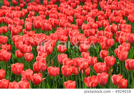 beautiful red tulips beautiful red tulips 4924038