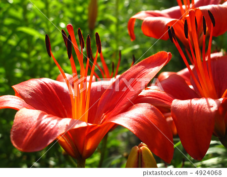 beautiful red lily 4924068