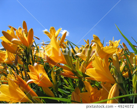 yellow flowers 4924072