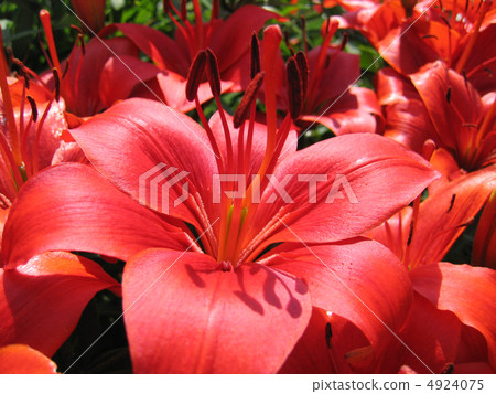 beautiful red lily 4924075