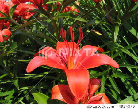 beautiful red lily flower 4924076