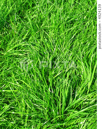 fresh green grass fresh green grass 4924139