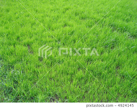 fresh green grass fresh green grass 4924145