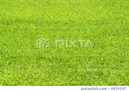 green grass green grass 4924147