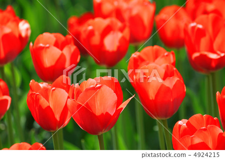 beautiful red tulips 4924215