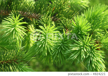 Branch of a coniferous tree Branch of a coniferous tree 4924221