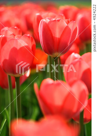 beautiful red tulips beautiful red tulips 4924222