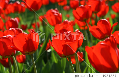 beautiful red tulips beautiful red tulips 4924224