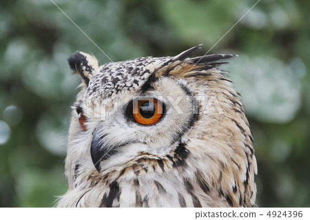 大角貓頭鷹 4924396