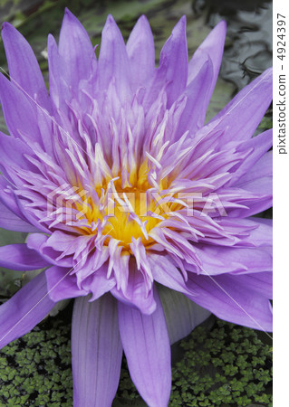 荷花睡蓮 4924397