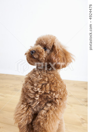 Toy poodle 126 Toy poodle 126 4924476