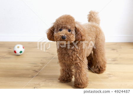 玩具貴賓犬126 玩具貴賓犬126 4924487