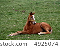一隻小馬駒 4925074