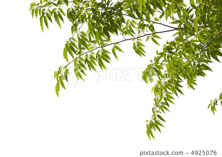 Zelkova tree clipping 4925076