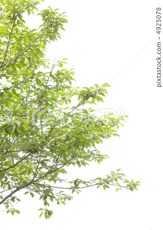 Egonoki tree clipping 4925078