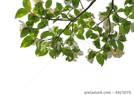 Dogwood cutting tree clipping Dogwood cutting tree clipping 4925079