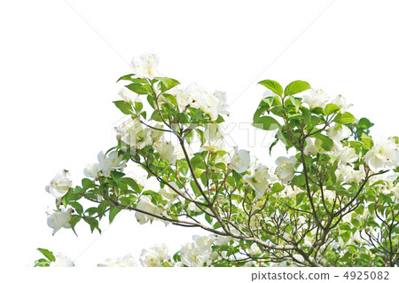 Dogwood cutting tree clipping 4925082