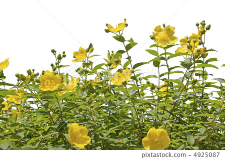 Quincebye tree clipping 4925087