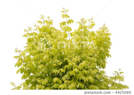 Tree clipping 4925089