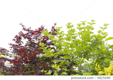 Tree clipping Tree clipping 4925090