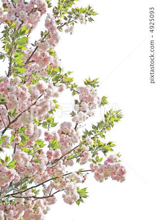 Double cherry-blossom trees clipping Double cherry-blossom trees clipping 4925093