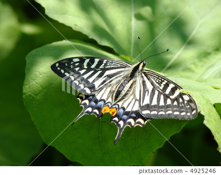 Swallowtail 4925246