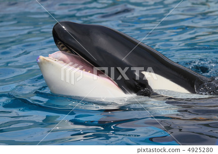 逆戟鯨 4925280