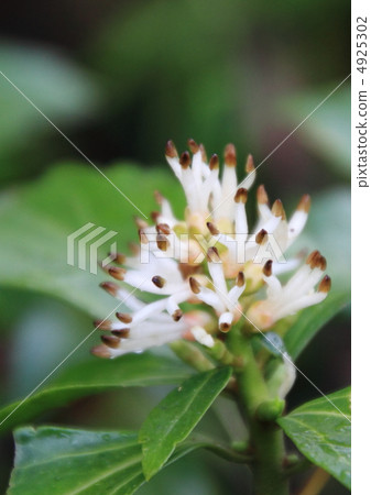 野生開花的花 4925302