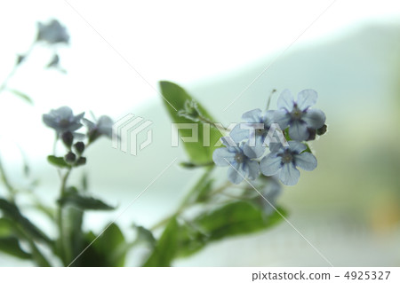 勿忘草屬 4925327