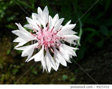 Yagurumagiku (Yagurugiku) Yagurumagiku (Yagurugiku) 4925432