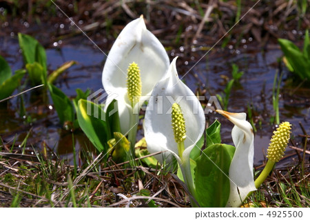 Oze National Park Ozegahara blooming water basho 4925500